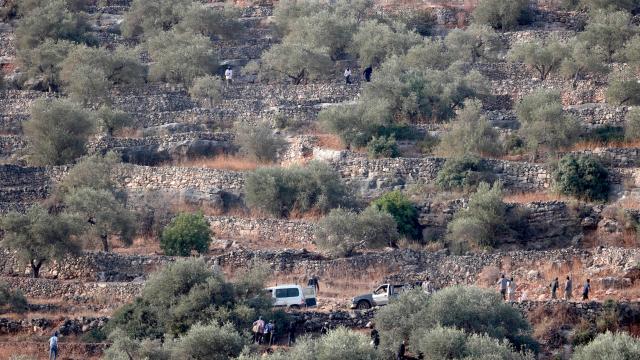 İşgalci İsrailliler, Batı Şeria'da Filistinlilerin hasat ettiği zeytinleri çaldı haber görseli