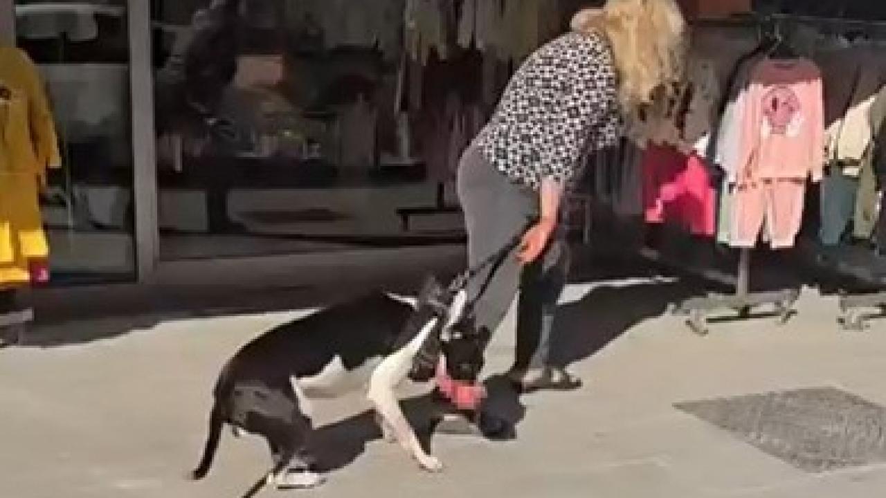 Sokakta kedi parçalayan köpeğin sahibine 95 bin TL ceza kesildi