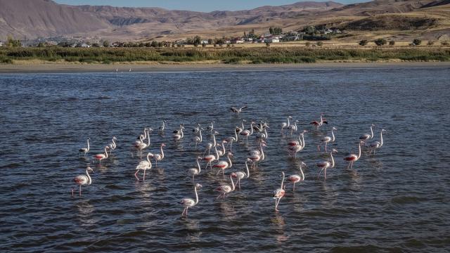 Van Gölü kıyıları flamingoları ağırlıyor