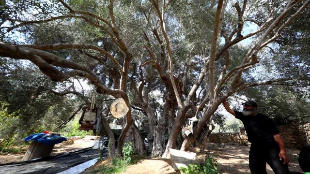 Filistin'de 5 bin 500 yıllık zeytin ağacı İsrail işgaline meydan okuyor