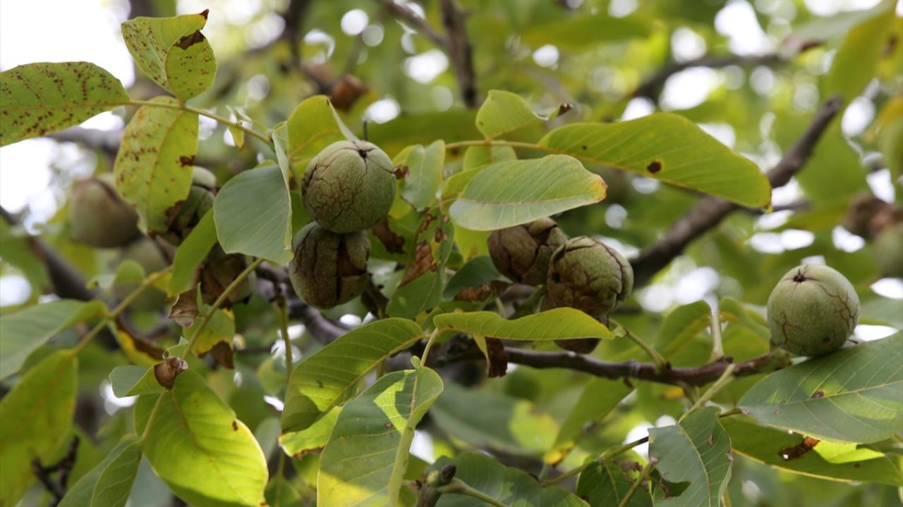 "Yağı, tadı, aroması çok güzel"