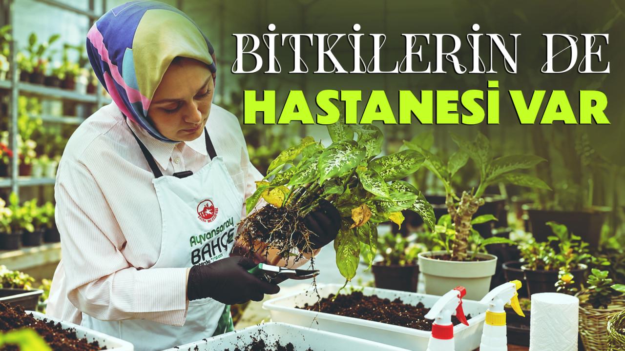 Bitkilerin de hastanesi var