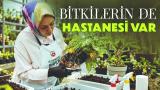 Bitkilerin de hastanesi var