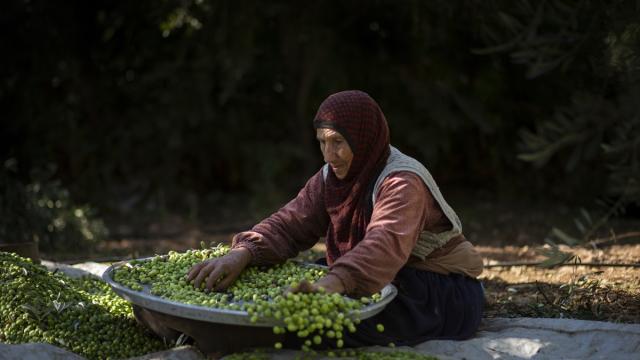 Mardin'in tescilli markası: Derik zeytini