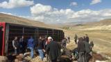 Erzurum'da hayvan yüklü tır devrildi: 130 küçükbaş telef oldu