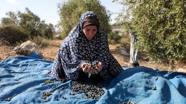 İşgal altındaki Batı Şeria'da zeytin hasadı