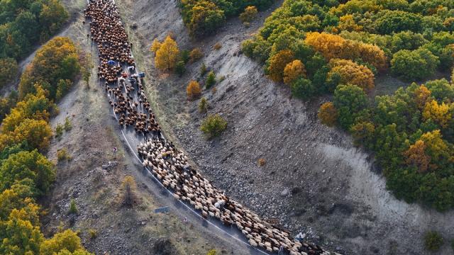 Göçerlerin Bingöl yaylalarından Diyarbakır'a bir ay sürecek yolculuğu başladı