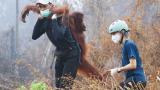 Endonezya'da yangın alarmı: Orangutanları kurtarmak için zamanla yarış