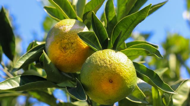 İzmir'de satsuma mandalinanın ihracat yolculuğu başladı