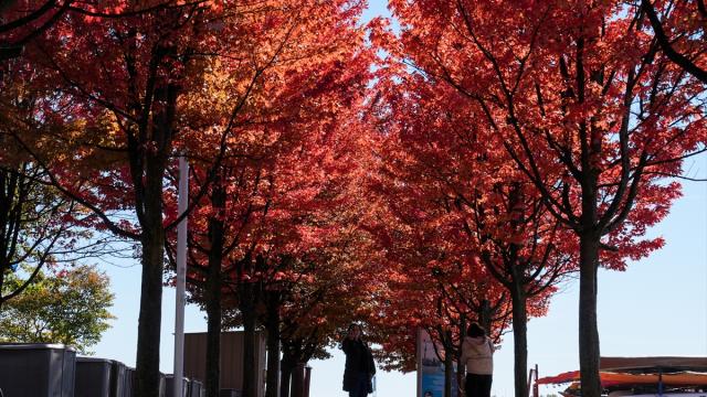 Toronto'da sonbahar