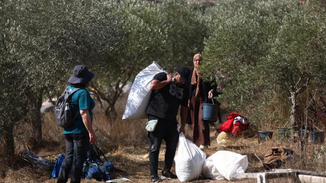 İsrail askerleri, Batı Şeria’da aktivistl ve Filistinli çiftçilerin zeytin hasadını engelledi