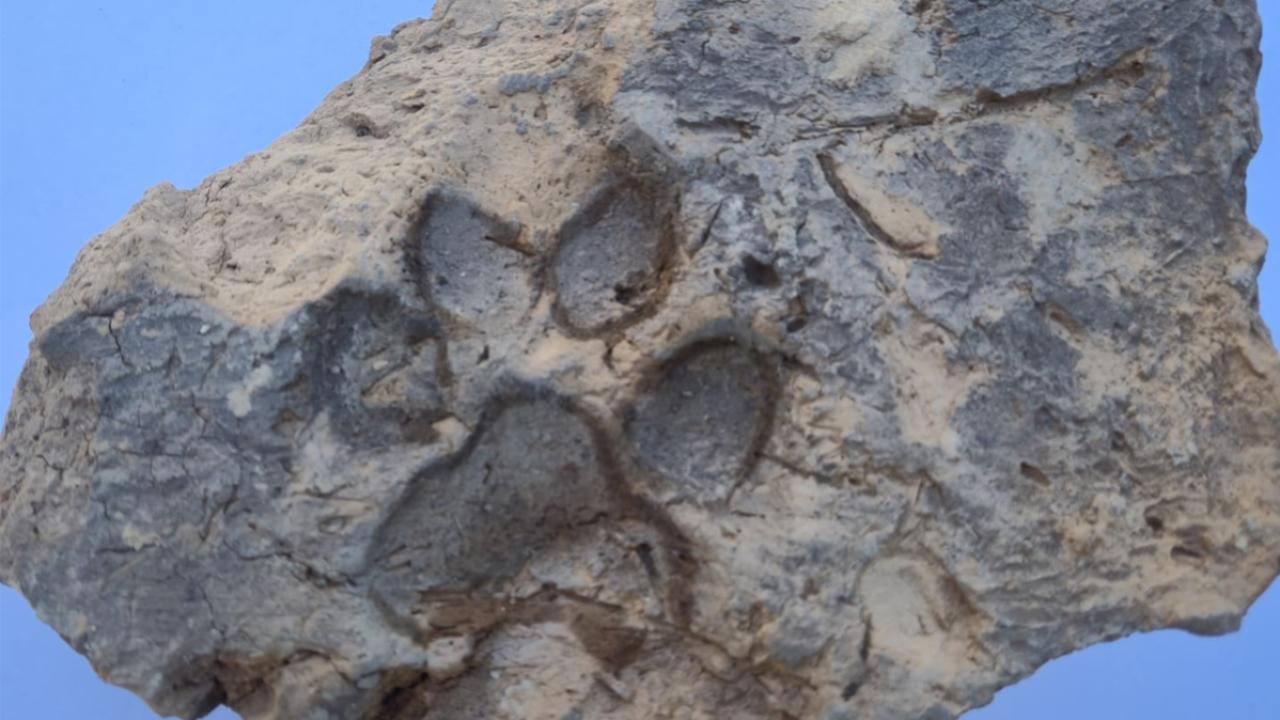 Tavşanlı Höyük kazılarında 4 bin yıllık pati izleri bulundu