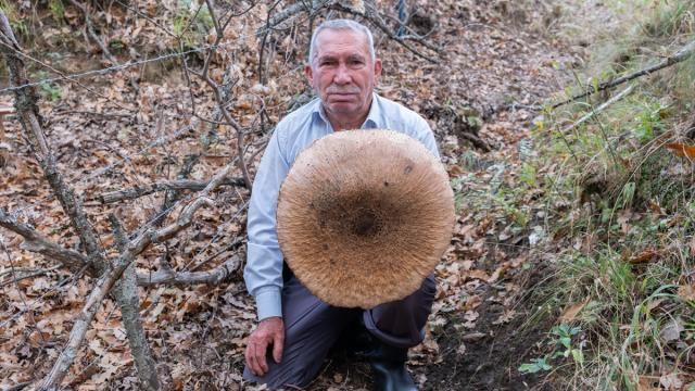 Kırklareli'nde bulduğu dev mantar sepete sığmadı