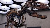 New York'taki müzayedede Nanotyrannus iskeleti 47,3 milyon dolara satıldı