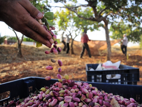 Mersin'den Antep fıstığı atağı