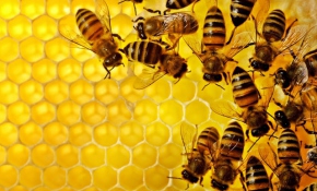 Her şey balları korumak için