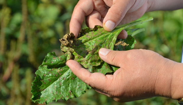 Pancarı "yaprak lekesi" hastalığı vurdu - Son Dakika Haberleri