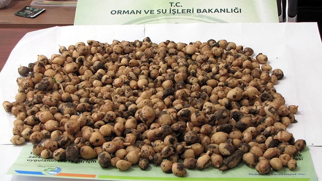 İzinsiz yabani orkide topladı 41 bin lira ceza yedi