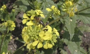 El değmemiş topraklarda bal üretiyorlar