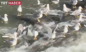 Martılar av peşinde