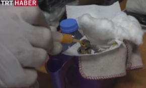 Yavru kırlangıç hayata tutundu