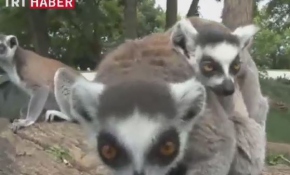 Lemurların yavru sevinci