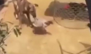 Tavuklar birbirine girdi, köpek de gerginlikten nasibini aldı