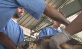 'Caretta'ları onlar koruyor