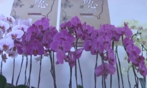 'Kelebek orkide krallığı'