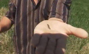 Çeltik tarlalarına tırtıllar dadandı