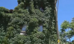 'Sarmaşık ev'de doğal klima