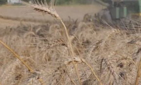 Buğdayın 'yufka ekmeğe' uzanan zahmetli yolculuğu
