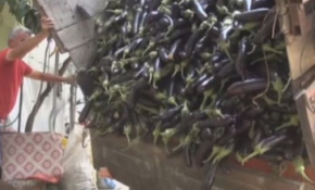 'Patlıcan Vadisi'nden iki kıtaya ihracat