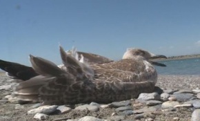 Van'da ölümle cebelleşen martılar