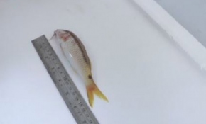 Antalya Körfezi'nde yeni barbunya türü