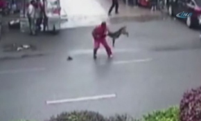 Çin'de köpek dehşet saçtı