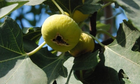 İncirde 'en kaliteli ürün yılı' beklentisi