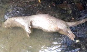 Devrez'de ilk kez su samuru bulundu