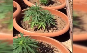 2 ton esrar ve 2,3 milyon kök Hint keneviri ele geçirildi