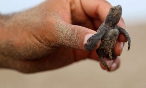 Caretta carettaların gönüllü 'ebe'si