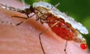 Zika virüsüne karşı 3 metrekarelik 'koruma kalkanı'