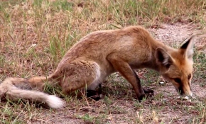 İnsanlarla dost yavru tilki