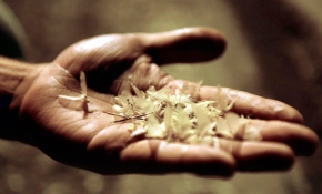 Kelebekler "ölüm uçuşu" olan son yolculuklarına çıktı