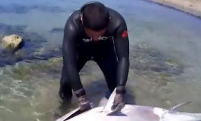 Zıpkınla 130 kiloluk orkinos avladı