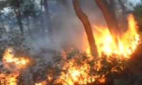 Mudanya'da orman yangını