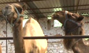 Kurbanlık develer alıcılarını bekliyor