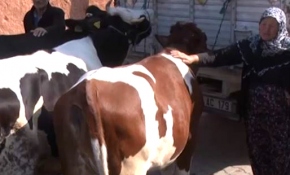 Telef olan inekleri için ağlayan çifti güldüren hediye