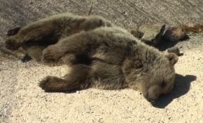 Ayı yavrularına kamyon çarptı