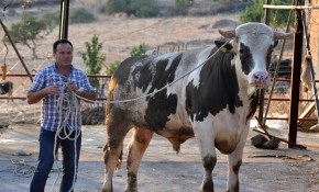 Ayvacık'ta 1,2 tonluk boğa alıcı bekliyor