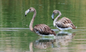 Flamingoların görsel şöleni